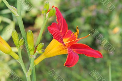 Multi-coloured lilly