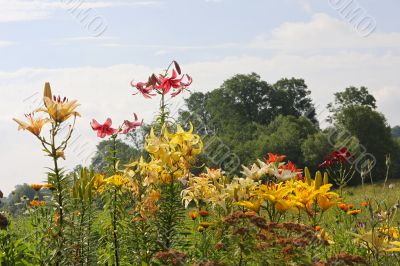 Multi-coloured lillies