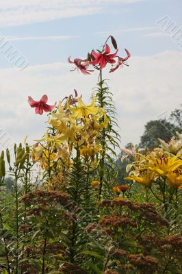 Multi-coloured lillies
