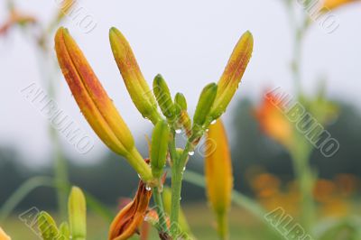 Lily in grass.