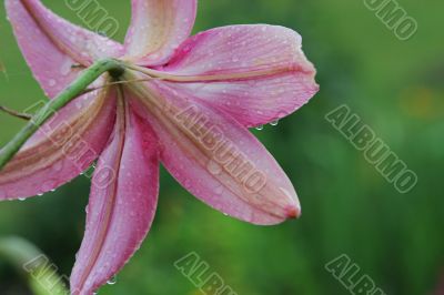 Pink lilly