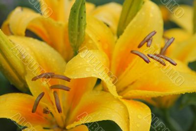 Yellow lillies