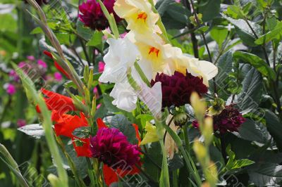 Multi-coloured flowers