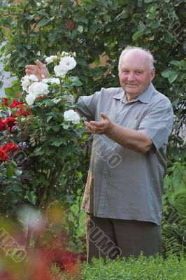 Grower of roses