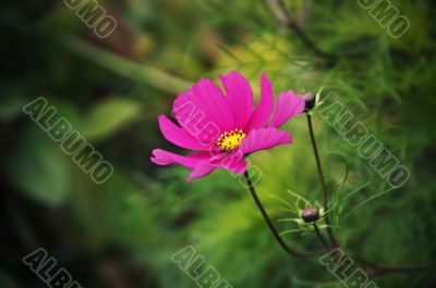 Pink flower