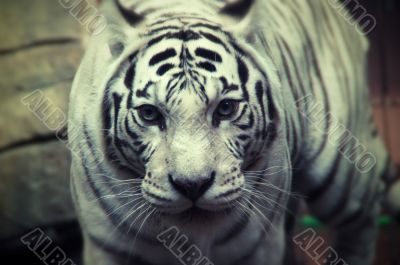 Tiger look