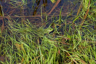 Frog in river