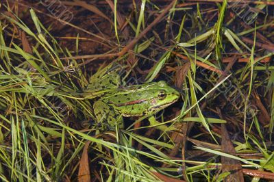 Frog in river