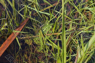 Frog in river