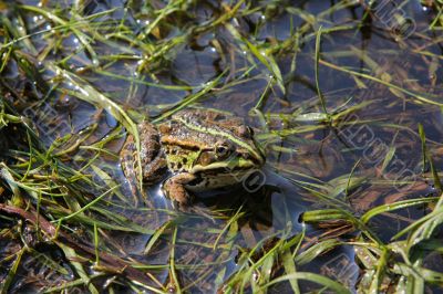 Frog in river