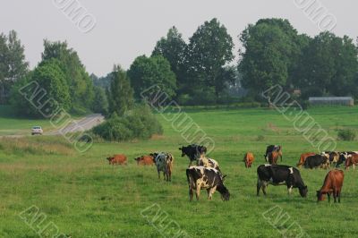 Cows herd.