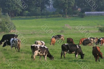 Cows herd