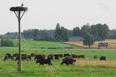 Cows herd