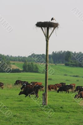 Cows herd