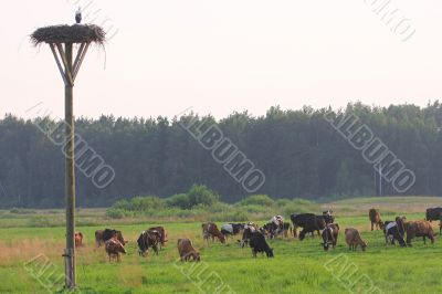 Cows herd
