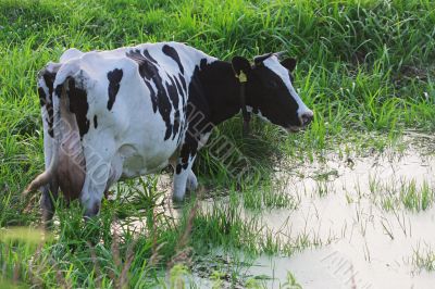 Straggled cow