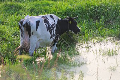 Straggled cow