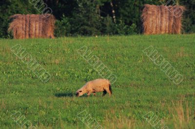 Sheep