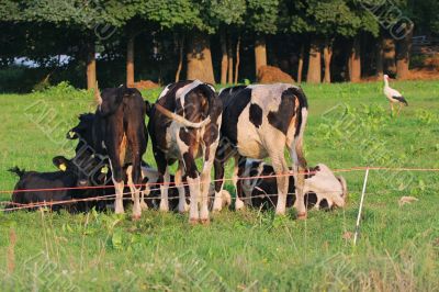 Cows.