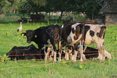 Cows.