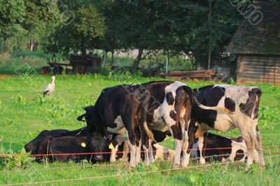 Cows.