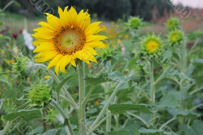 Sunflowers