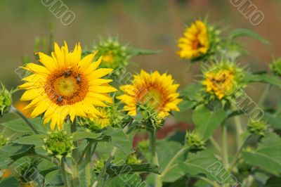 Sunflowers