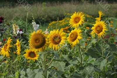 Sunflowers