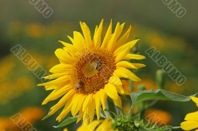Sunflower