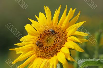 Sunflower