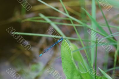 blue dragonfly on leaf
