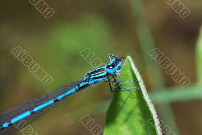 blue dragonfly sitting on a leaf