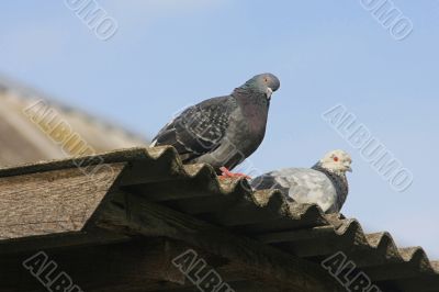 Pigeons on the roof.