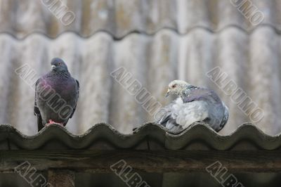 Pigeons on the roof.
