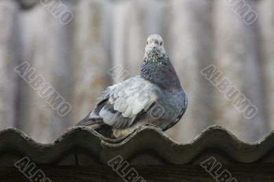 Pigeon on the roof.