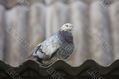 Pigeon on the roof.