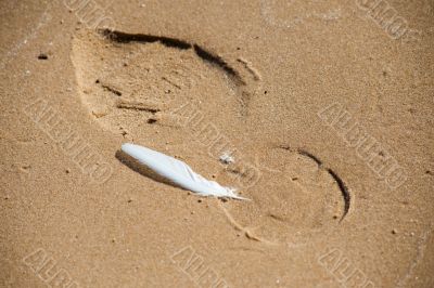 Feather and footprint.