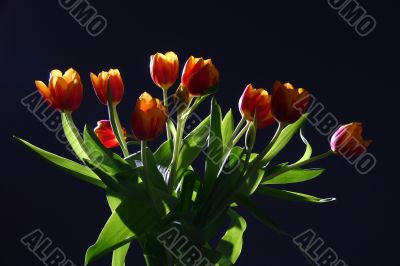 Tulips in studio