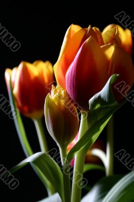 Tulips in studio