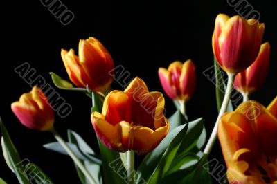 Tulips in studio