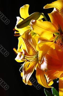 Lily in studio