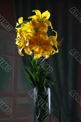 Lily in studio