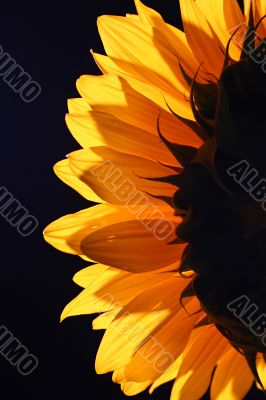 Sunflower in studio 4
