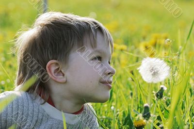 Boy in dandelion meadow.