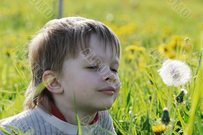 Boy in dandelion meadow.