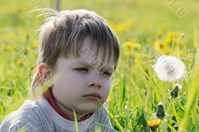 Boy in dandelion meadow.