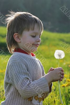 Boy in dandelion meadow.