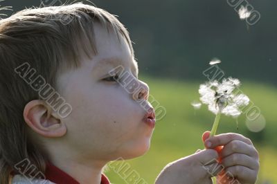Boy in dandelion meadow.