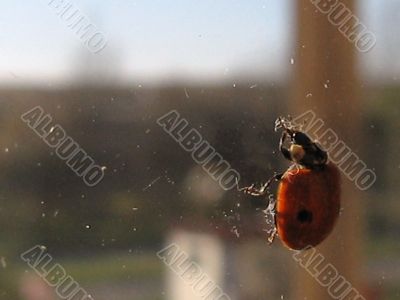 Ladybird. Coccinella.