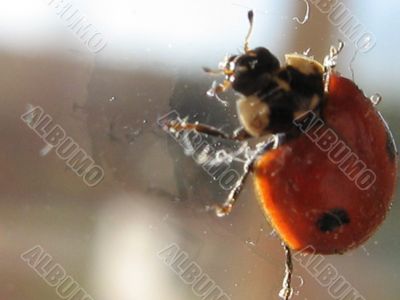 Ladybird. Coccinella.